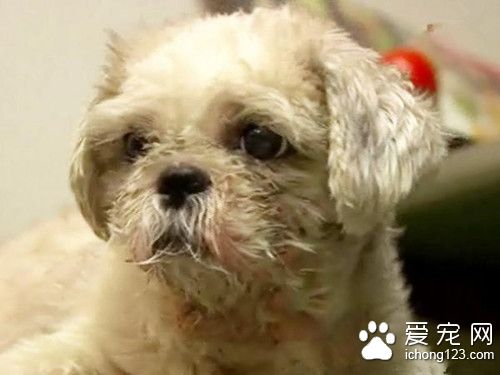 狗狗突然对着顾客狂吠 并帮助老板逃过一劫