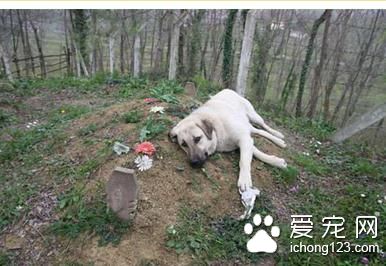 他去祭拜父亲 却发现以前父亲养的狗狗躺在坟上
