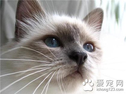 喵星人，本喵的侧颜如此完美。