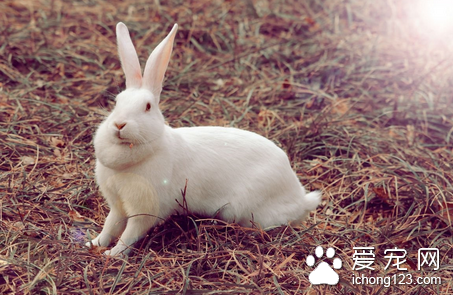 兔子脱毛是怎么回事 找到原因对症下药