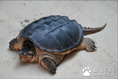 乌龟线虫 乌龟线虫病的症状及防治方法
