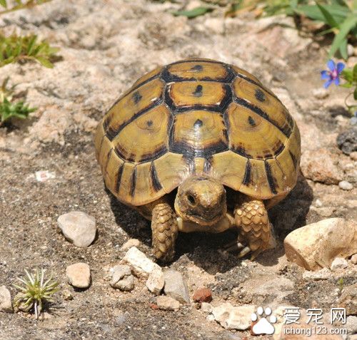 乌龟疥疮病怎么治 乌龟疥疮的症状及防治方法