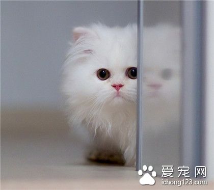 喵星人，偷偷看。。。偷偷看。。。