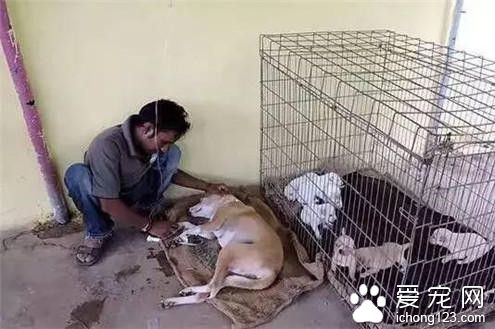 流浪狗因血染垃圾堆被人救助 却仍被遣返回去