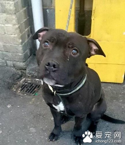 小黑狗被主人遗弃在火车站 它流下了眼泪