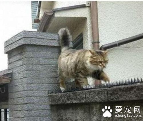 猫咪明知痛死都要踩着防猫刺垫 背后原因惊人