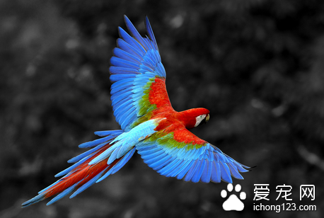 鹦鹉新城疫的防治 是急性高度接触性传染疾病