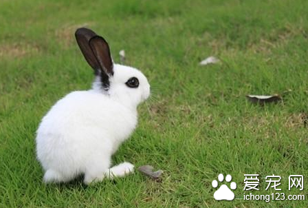 兔子生病了怎么办 七种草可防治兔子疾病