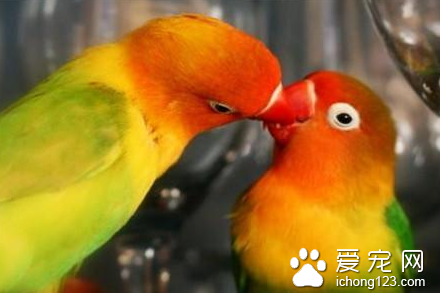 鹦鹉禽痘的防治 禽痘一种接触性传染病