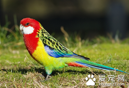 鹦鹉鸟衣原体病(肿眼病)的防治 会传染人类