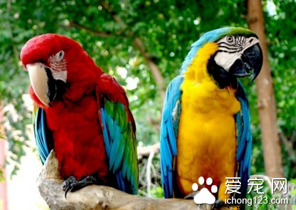 怎么驯养鹦鹉 3个月左右开始训练鹦鹉说话