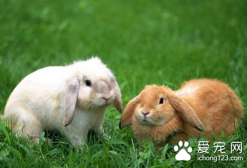 兔子生病怎么办 三招可使兔不发病少发病
