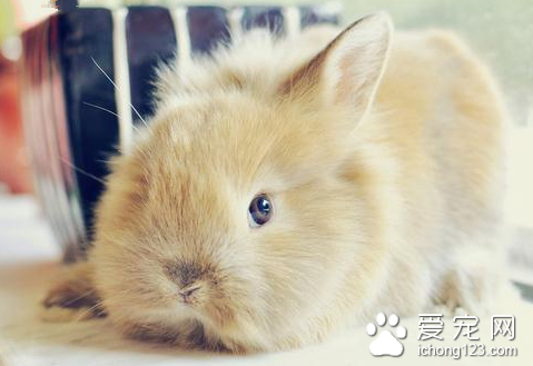 兔子疾病防治 蓖麻可治兔子的多种疾病