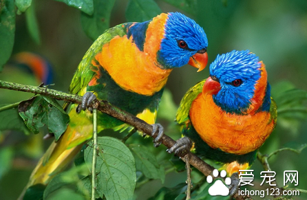 鹦鹉法氏囊病的防治 该病毒的抵杭力很强