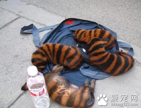 半路捡了个小老虎 原来是狗狗无良商家太缺德