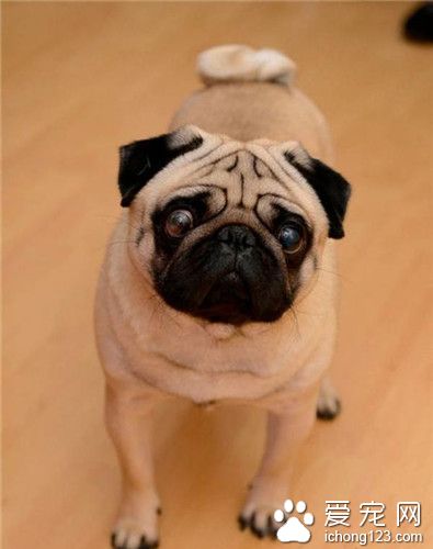 英国男子在视频中教狗狗做纳粹礼 被捕了