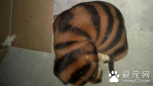 半路捡了个小老虎 原来是狗狗无良商家太缺德