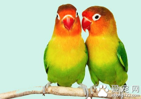 鹦鹉马立克病的防治 笼具要严格清扫与消毒