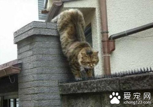猫咪明知痛死都要踩着防猫刺垫 背后原因惊人