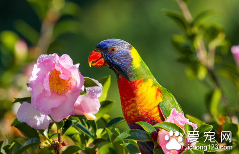 鹦鹉传染性支气管炎的防治 防止继发感染
