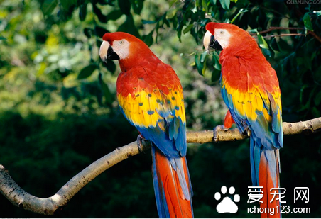 鹦鹉传染性喉气管炎的防治 本病毒的抵抗力很弱