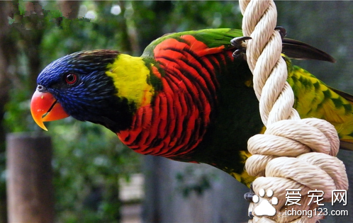 鹦鹉的生活习性 鹦鹉在饮食上属杂食性