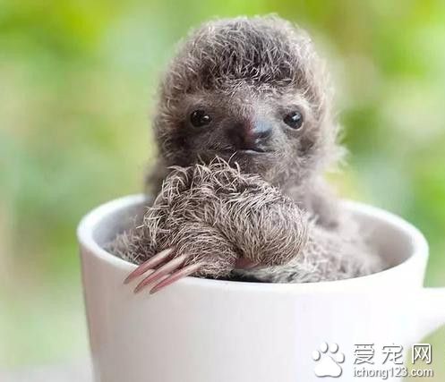 哥斯达黎加有这样一个机构 专门收养树懒宝宝