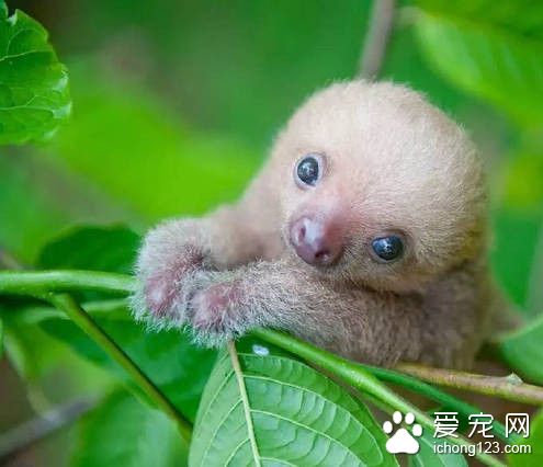 哥斯达黎加有这样一个机构 专门收养树懒宝宝