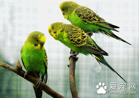 鹦鹉鸟支原体病的防治 使用链霉素治疗