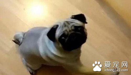 英国男子在视频中教狗狗做纳粹礼 被捕了