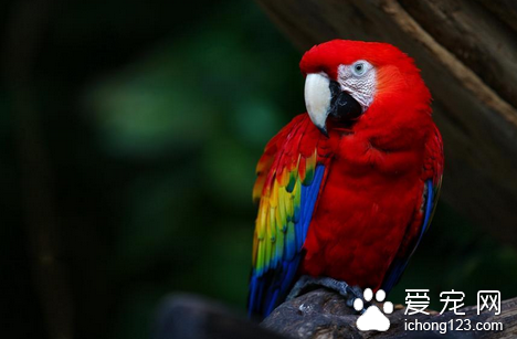 鹦鹉吃什么的 饮食上需做到定时定量定质