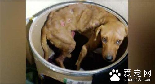 不顾邻居奇怪眼光 带回癌症狗狗