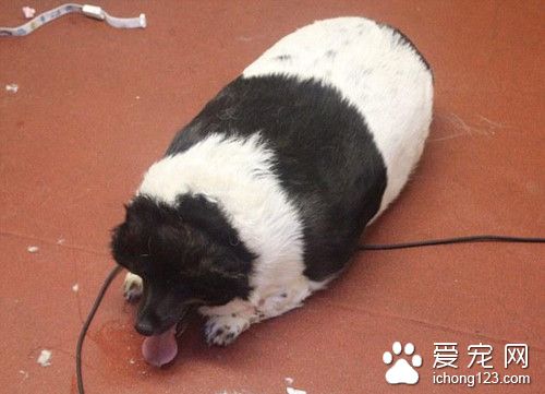 把柯基犬养到44公斤 被协会剥夺宠物抚养权