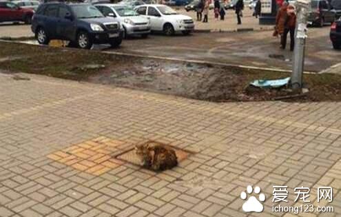 猫咪坚持在水沟盖上等主人 疑是被抛弃