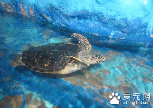 怎么养乌龟 仔龟的饲养与管理注意事项