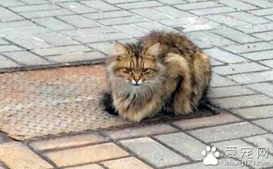 猫咪坚持在水沟盖上等主人 疑是被抛弃