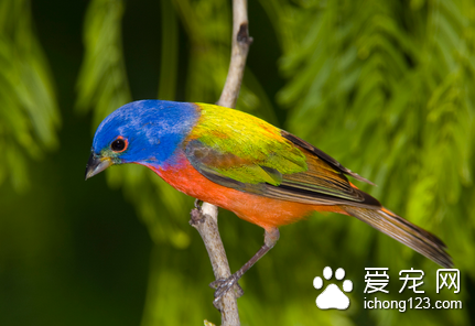 如何防止鸟偏食 纠正鸟儿偏食要因鸟而异