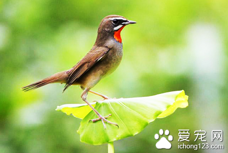 如何挑选靛颏 从8个方面细选靛颏鸟