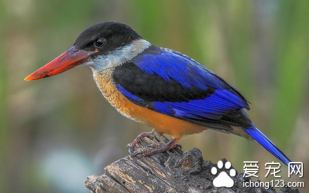 夏季如何喂鸟 青菜是不可缺少的饲料
