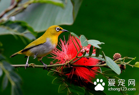 如何挑选绣眼鸟 从12个方面挑选好的绣眼鸟