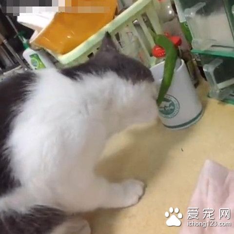 睡到半夜被奇异的怪声惊醒 竟是猫咪啃辣椒