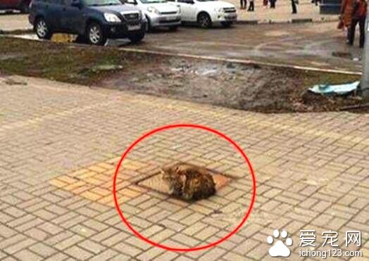 猫咪坚持在水沟盖上等主人 疑是被抛弃