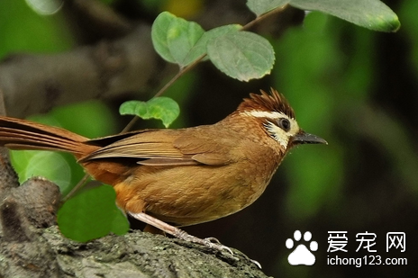 如何挑选画眉鸟 选画眉鸟还必须三忌