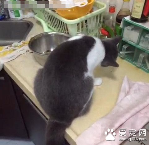 睡到半夜被奇异的怪声惊醒 竟是猫咪啃辣椒