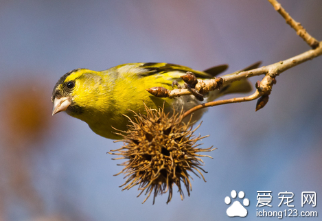 如何分辨小鸟的性别 4-5个月以后最好分辨