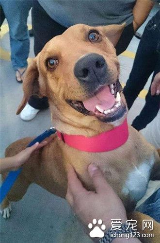 不顾邻居奇怪眼光 带回癌症狗狗