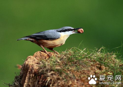 鸟有什么作用 各种不同的鸟有不同的用处
