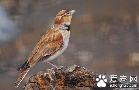 如何挑选百灵鸟 百灵鸟是草原的代表性鸟类