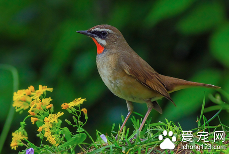 如何辨别鸟的老幼 幼鸟的羽毛颜色比较淡