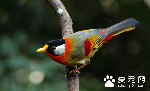 如何挑选虎皮鹦鹉 鉴别雌雄的注意事项